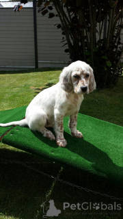 Photo №2 to announcement № 156808 for the sale of english setter - buy in Germany from the shelter, breeder