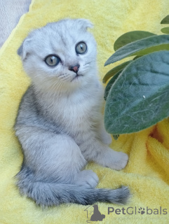 Photo №1. scottish fold - for sale in the city of Stavropol | 254$ | Announcement № 142833
