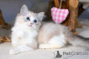 Photo №1. ragdoll - for sale in the city of Tel Aviv | negotiated | Announcement № 159486