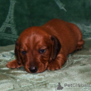 Photo №4. I will sell dachshund in the city of Berlin. private announcement, from nursery, breeder - price - 106$