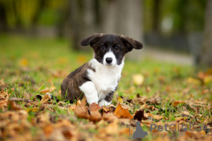Photo №3. Cardigan Welsh Corgi puppies. Russian Federation