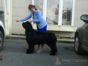 Photo №1. Service of the handler in the city of Chelyabinsk. Price - 5$. Announcement № 8886