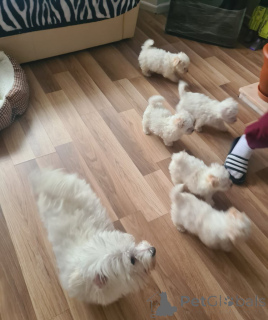 Photo №3. Bichon Frise Welpen. Germany