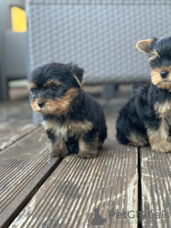 Photo №3. Yorkshire terriers for sale. Serbia