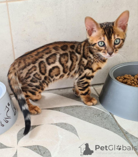 Photo №1. bengal cat - for sale in the city of Paris | 8$ | Announcement № 156148
