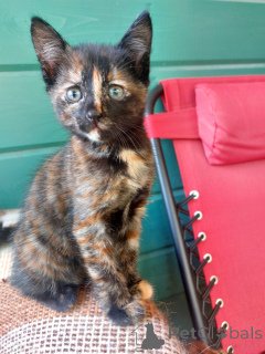 Photo №3. A wonderful kitten 2 months in good hands.. Russian Federation