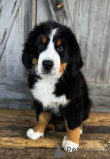 Photo №2 to announcement № 167112 for the sale of bernese mountain dog - buy in Belgium private announcement, breeder