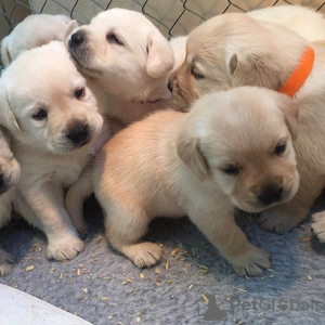 Photo №2 to announcement № 53583 for the sale of golden retriever - buy in Lithuania breeder