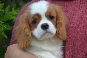 Photo №1. cavalier king charles spaniel - for sale in the city of Vitebsk | 1000$ | Announcement № 3532