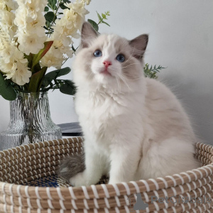 Photo №3. Registered Ragdoll Kittens with Exceptional Pedigree. Germany