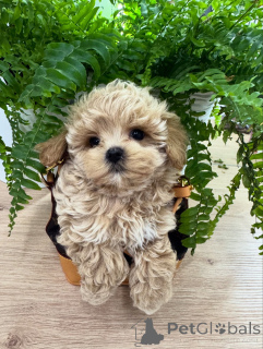 Photo №3. Maltipoo Puppies with the Perfect Mix of Cuteness & Charm. Germany