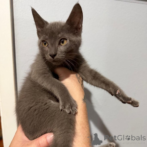 Photo №1. russian blue - for sale in the city of Emilianów | negotiated | Announcement № 173575