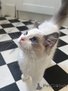 Photo №4. I will sell ragdoll in the city of Madrid. breeder - price - 206$