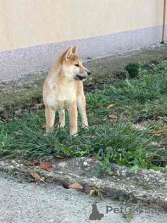 Photo №3. Shiba Inu puppies from top parents. Serbia