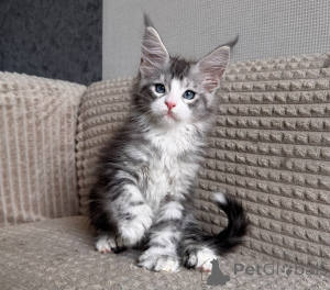 Photo №1. maine coon - for sale in the city of Antwerp | negotiated | Announcement № 177876