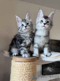 Photo №2 to announcement № 165180 for the sale of maine coon - buy in Germany private announcement, breeder