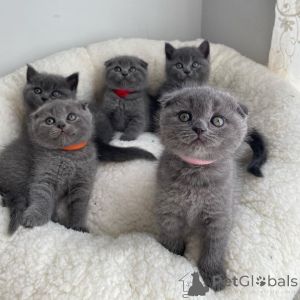 Photo №1. scottish fold - for sale in the city of Geneva | negotiated | Announcement № 168555