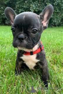 Additional photos: Puppies of French Bulldog Kennel Club