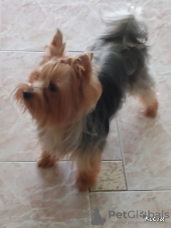 Photo №1. yorkshire terrier - for sale in the city of Yokneam Illit | 700$ | Announcement № 41950
