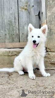 Additional photos: Long-haired Swiss Shepherd male puppies