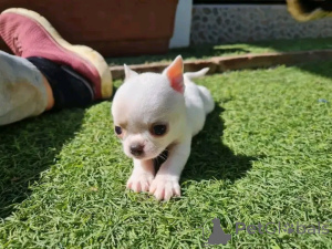 Photo №2 to announcement № 165371 for the sale of chihuahua - buy in Germany private announcement, from the shelter