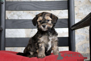 Photo №1. havanese dog - for sale in the city of Дублин | 390$ | Announcement № 45058