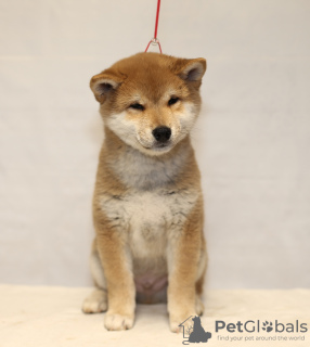 Photo №1. shiba inu - for sale in the city of Yekaterinburg | negotiated | Announcement № 9377