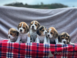 Photo №1. beagle - for sale in the city of Berlin | 370$ | Announcement № 58263