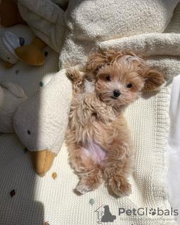 Photo №3. Maltipoo puppies raised in a family home. Germany