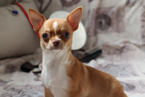 Photo №1. chihuahua - for sale in the city of Minsk | 231$ | Announcement № 6080