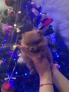 Photo №1. pomeranian - for sale in the city of Poltava | 1000$ | Announcement № 4656