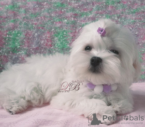 Photo №2 to announcement № 17827 for the sale of maltese dog - buy in Ukraine from nursery