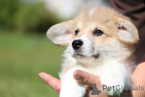 Photo №1. welsh corgi - for sale in the city of Minsk | 710$ | Announcement № 174764