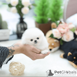 Photo №1. pomeranian - for sale in the city of Дюделанж | 471$ | Announcement № 130554