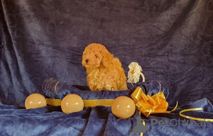 Additional photos: Mini and toy poodles