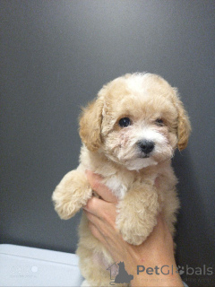 Photo №1. bichon frise, yorkshire terrier, maltese dog, maltipu, poodle (dwarf), poodle (toy) - for sale in the city of Moskova | negotiated | Announcement № 146472