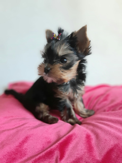 Photo №2 to announcement № 4412 for the sale of yorkshire terrier - buy in Belarus 