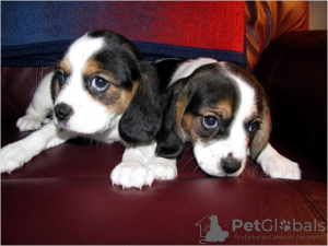 Photo №1. beagle - for sale in the city of Helsinki | 400$ | Announcement № 56467