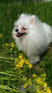 Photo №1. pomeranian - for sale in the city of Единцы | negotiated | Announcement № 19745