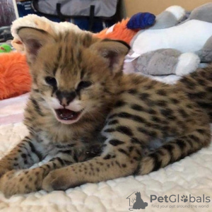 Photo №3. Newborn Serval cat for sale and savannah cat for adoption. United Kingdom