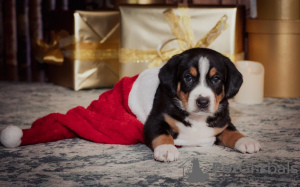 Photo №1. bernese mountain dog - for sale in the city of Озёрск | 1144$ | Announcement № 30255