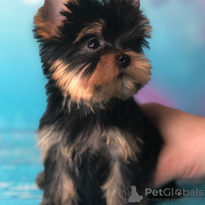 Additional photos: Here I have  beautiful Yorkshire Terrier puppies,  girls and boys, all very