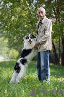 Photo №4. I will sell non-pedigree dogs in the city of Москва.  - price - Is free