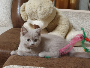 Photo №2 to announcement № 7102 for the sale of british shorthair - buy in Russian Federation from nursery