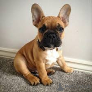 Photo №2 to announcement № 166968 for the sale of french bulldog - buy in France private announcement, breeder