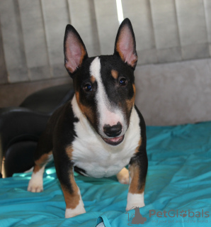 Additional photos: Miniature bull terrier puppies