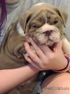 Photo №1. english bulldog - for sale in the city of Берлинген | negotiated | Announcement № 139929