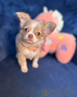 Photo №2 to announcement № 165328 for the sale of chihuahua - buy in Austria breeder