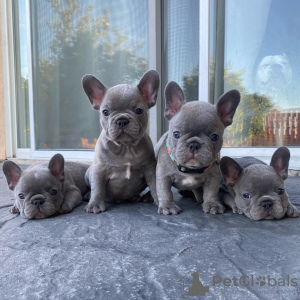 Photo №1. french bulldog - for sale in the city of Paris | negotiated | Announcement № 71050