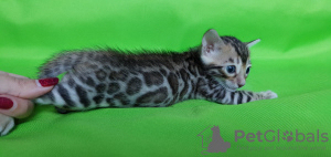 Photo №1. bengal cat - for sale in the city of Москва | 600$ | Announcement № 7768